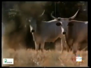 documentario riforma agraria maremma
