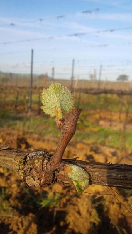 Primavera in Maremma