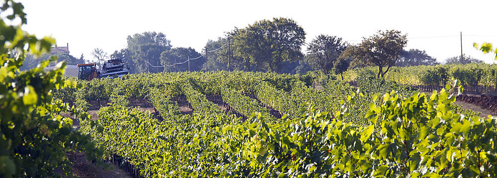 Una foto dei Vigneti dei Vignaioli del Morellino di Scansano