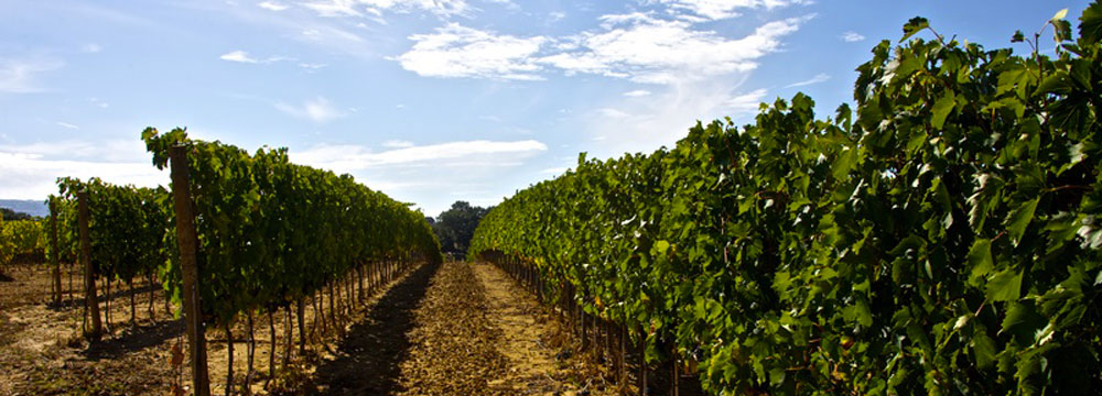 Un'altra vista dei vigneti dei Vignaioli del Morellino di Scansano